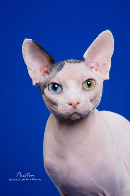 Sphynx cat breeders near 2024 me